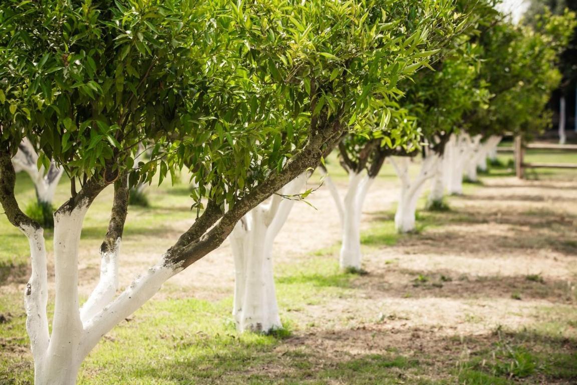 Agriturismo Archelao Oristano Kültér fotó